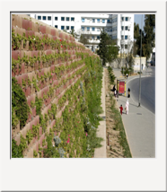83. Down Town Tunis,Tunisia